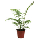 Cyathea cooperi (Australian Tree Fern) - Feriga arborescenta exotica