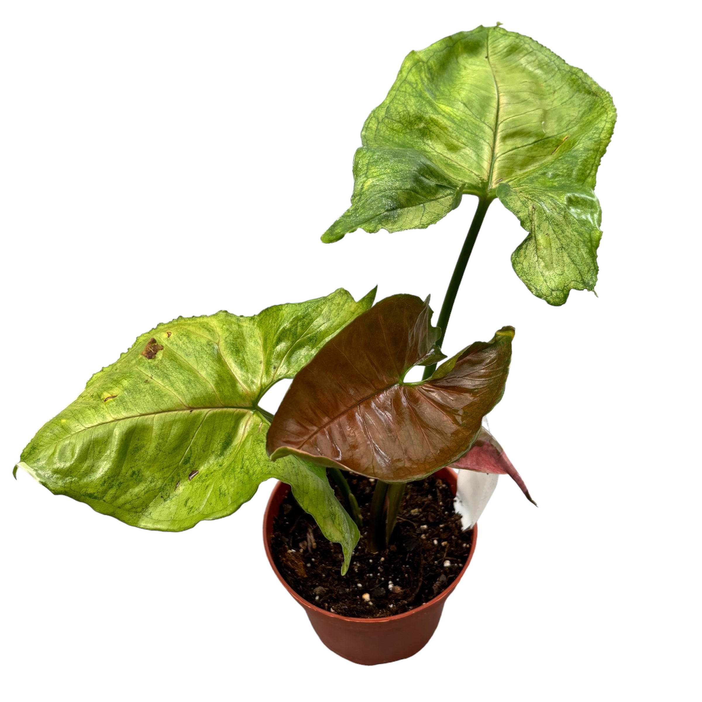 Syngonium Strawberry Ice