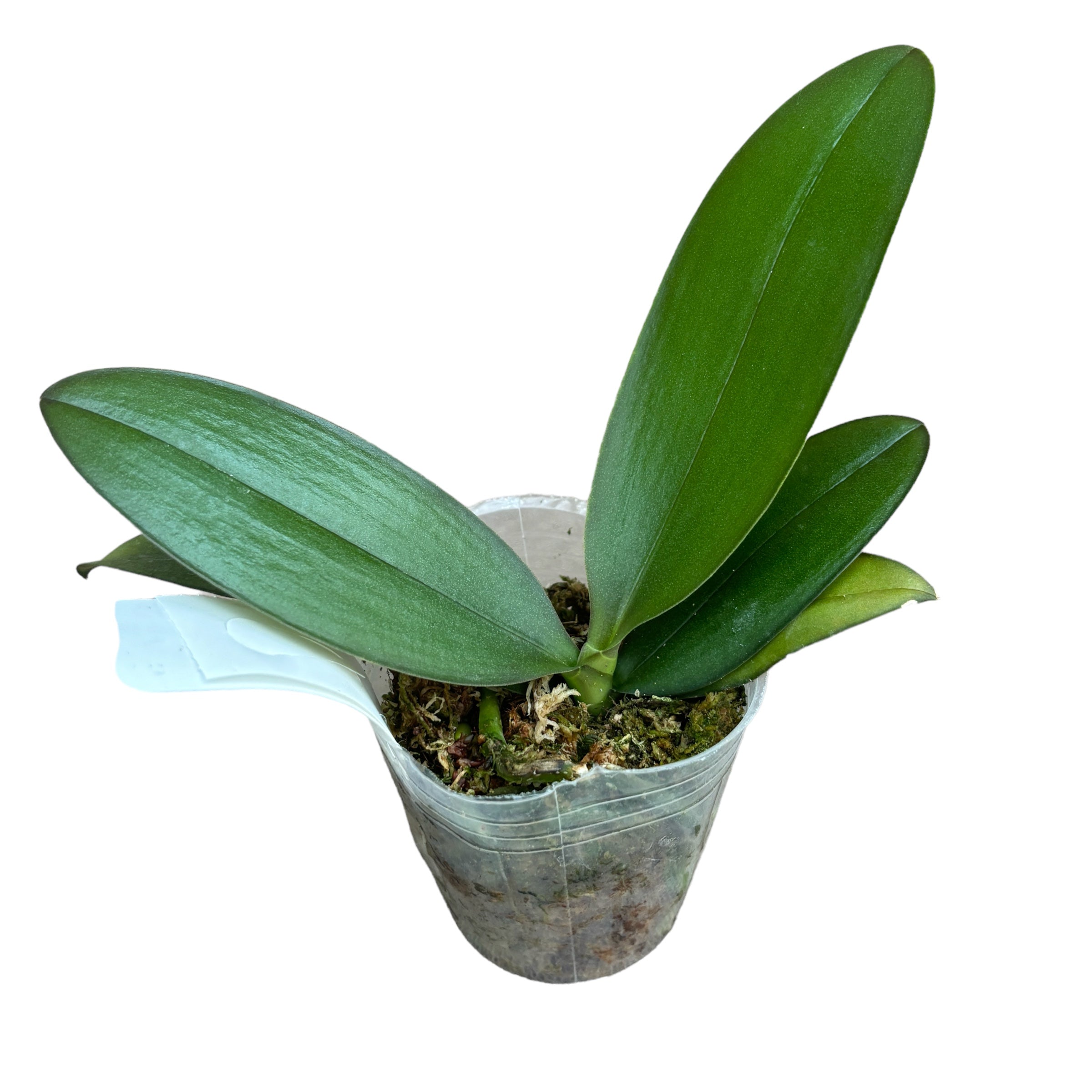 Phalaenopsis Yaphon Green Batman '417' (peloric)