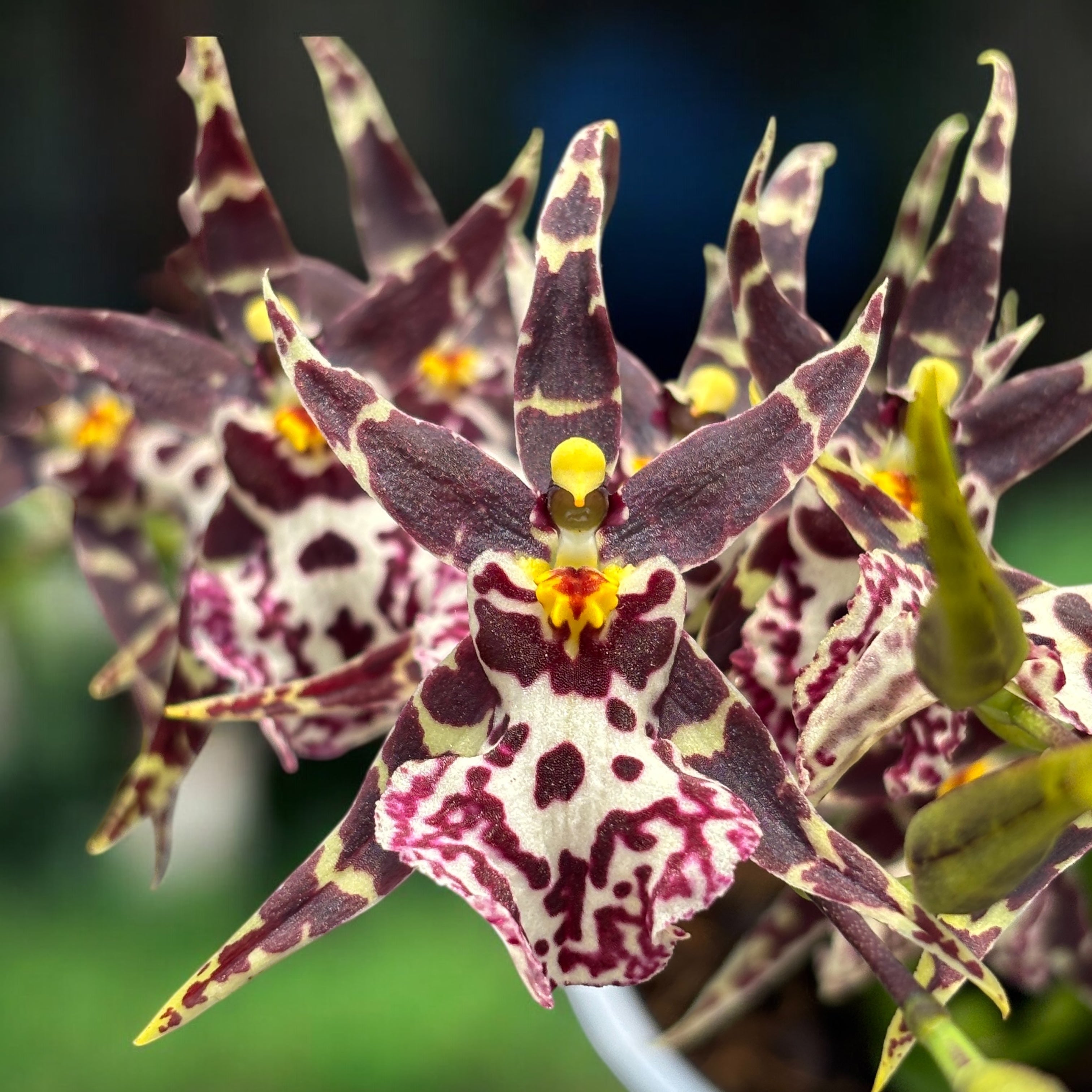 Oncidium (Cyrtocidium) Holm’s Wizard var. #04-  parfumat!