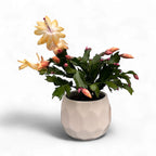 Schlumbergera 'Thor Sophia' (Cactus de Noël jaune) 2pp