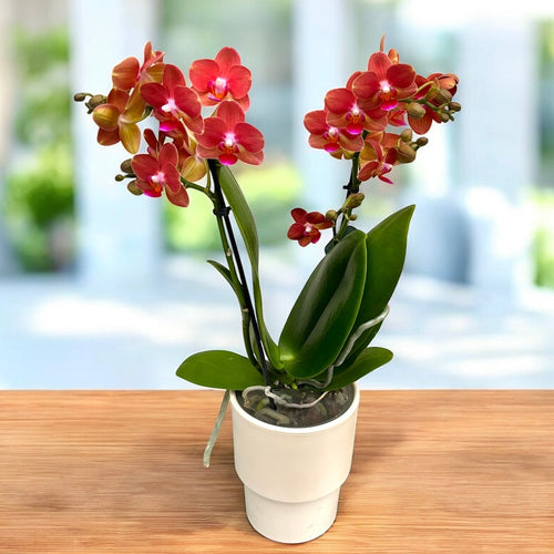 Phalaenopsis Soft Touch - parfumat