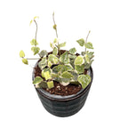 Ceropegia linearis 'Merel'