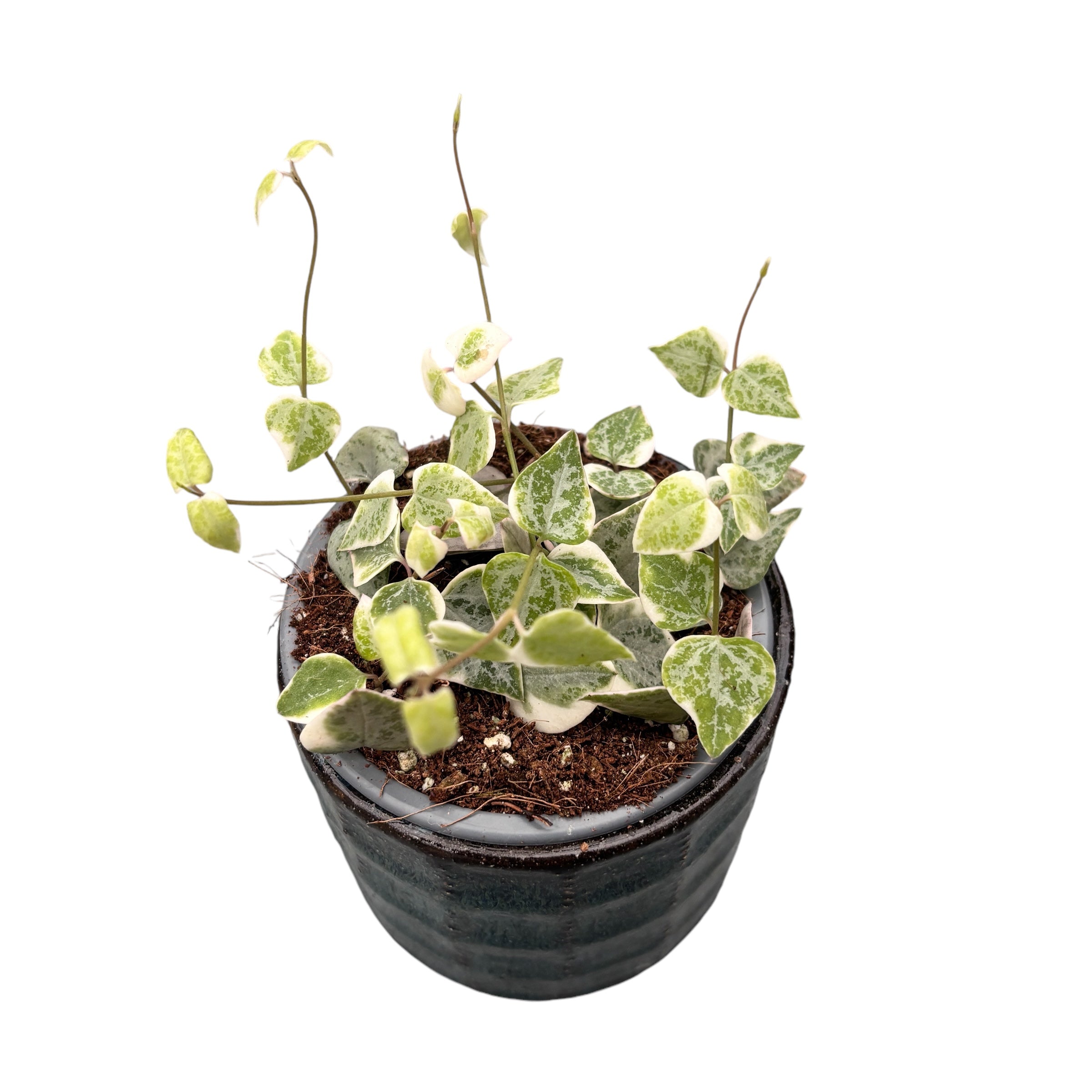 Ceropegia linearis 'Merel'