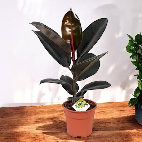 Ficus elastica Abidjan (Burgundy, Black Prince) XL