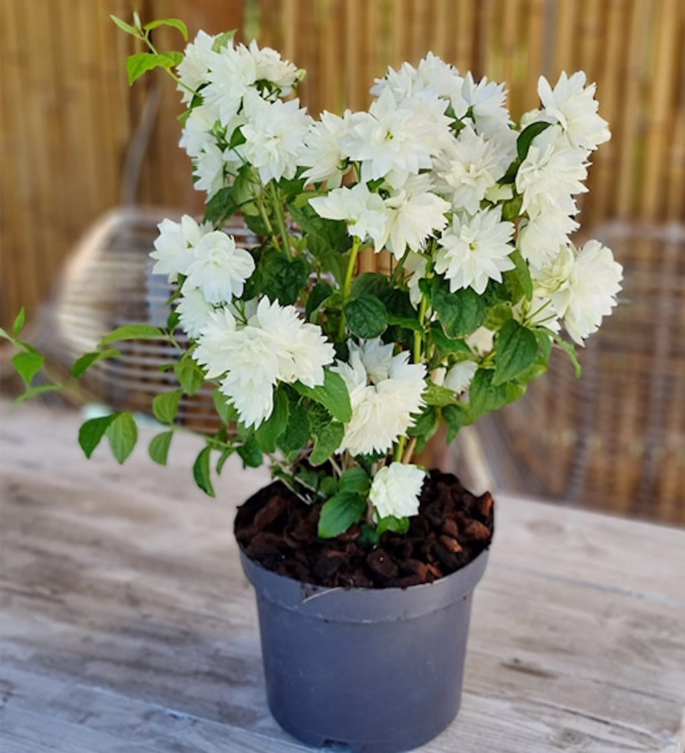 Philadelphus 'Minnesota Snowflake' (Mock Orange) - Iasomie parfumata cu floare dubla