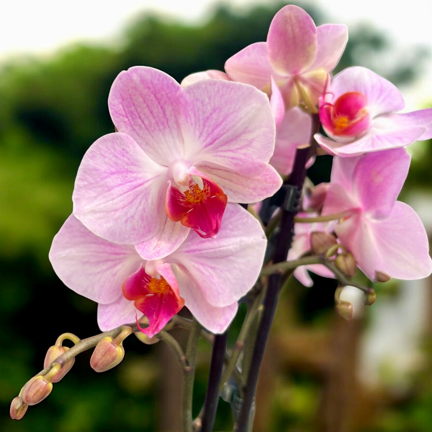 Phalaenopsis Impresionante