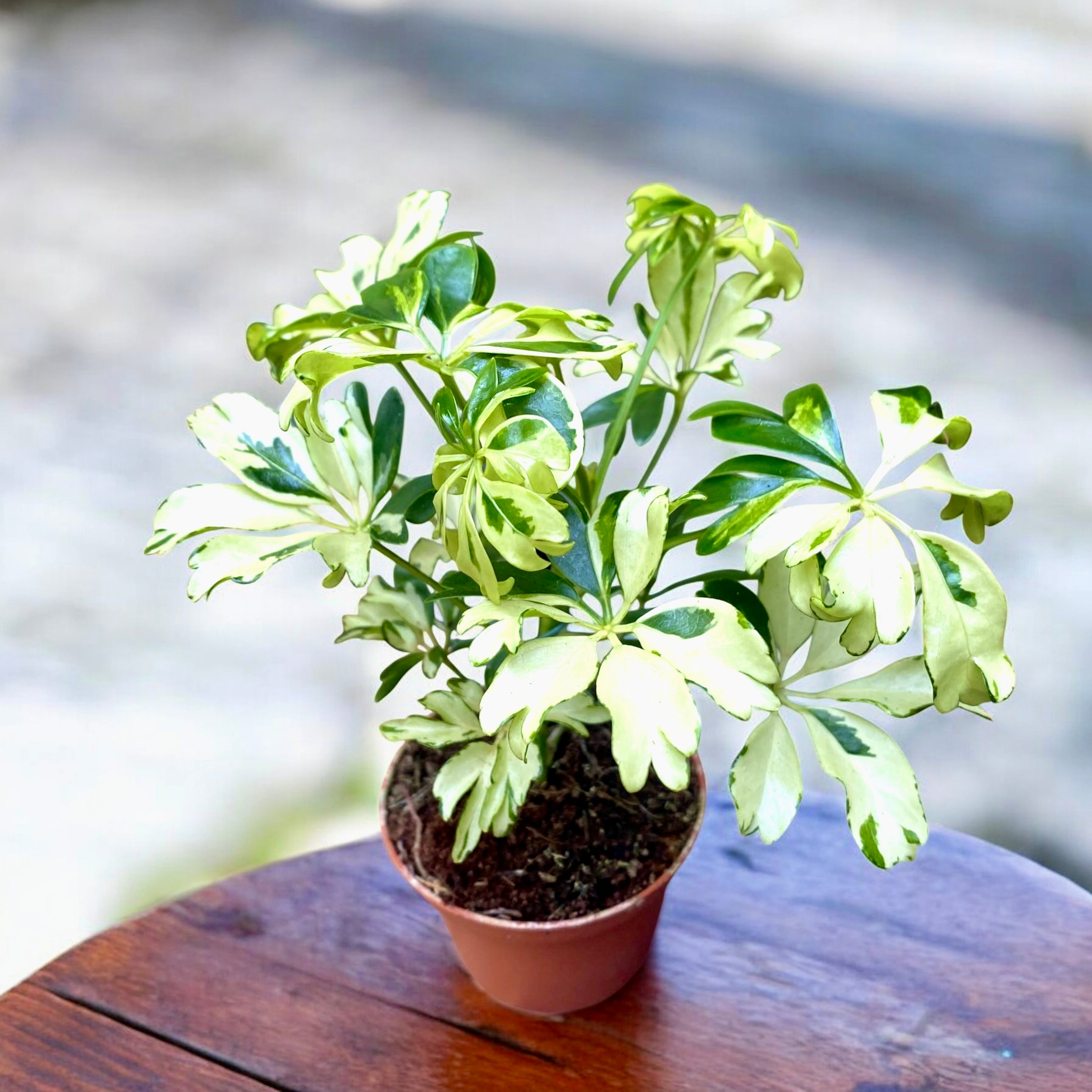 schefflera arboricola janine Schefflera arboricola 'Janine' (roślinka młoda) – Secret Garden Plant Shop