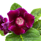 Sinningia ‘Brocade Avanti Blue’ (Gloxinia Sonata)