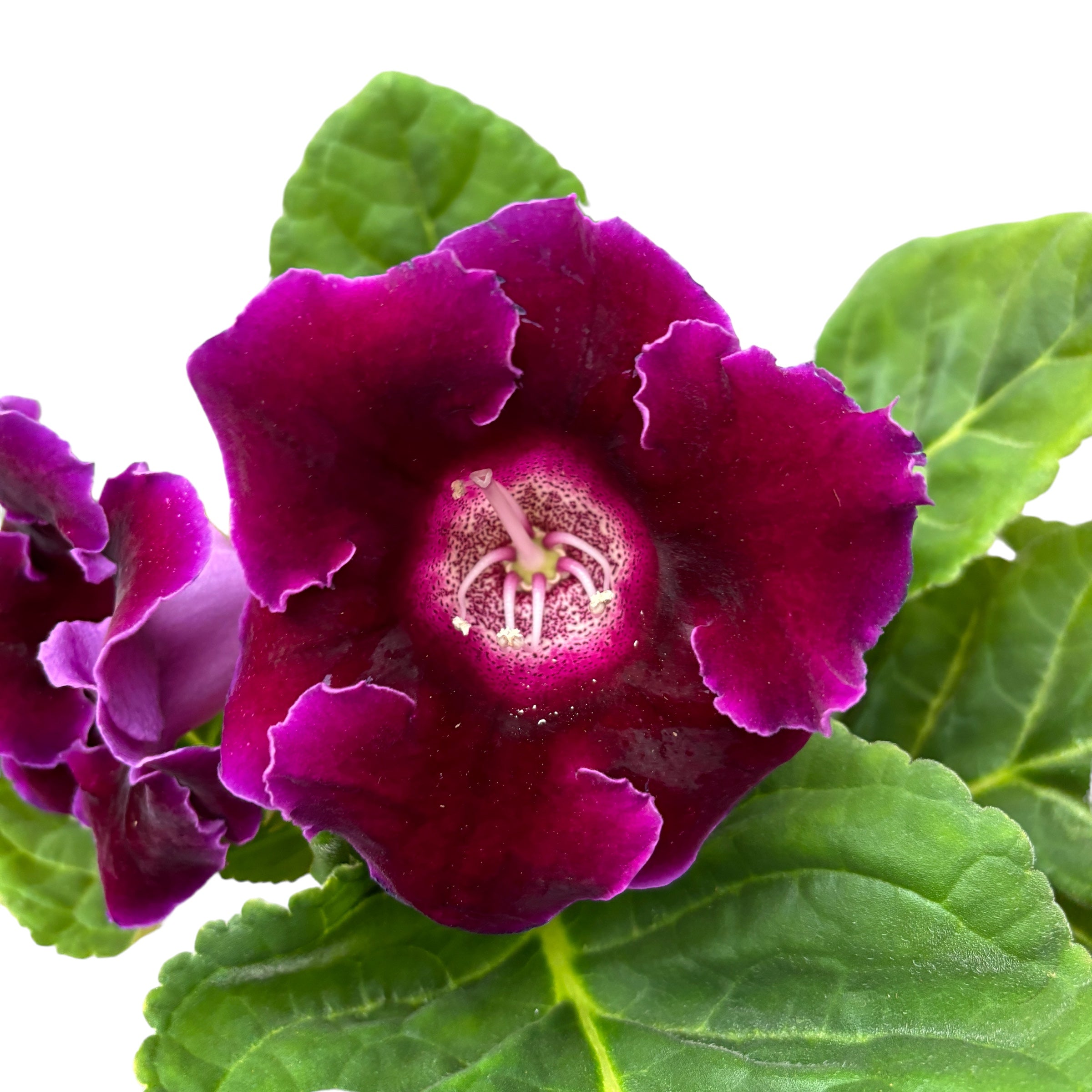 Sinningia ‘Brocade Avanti Blue’ (Gloxinia Sonata)