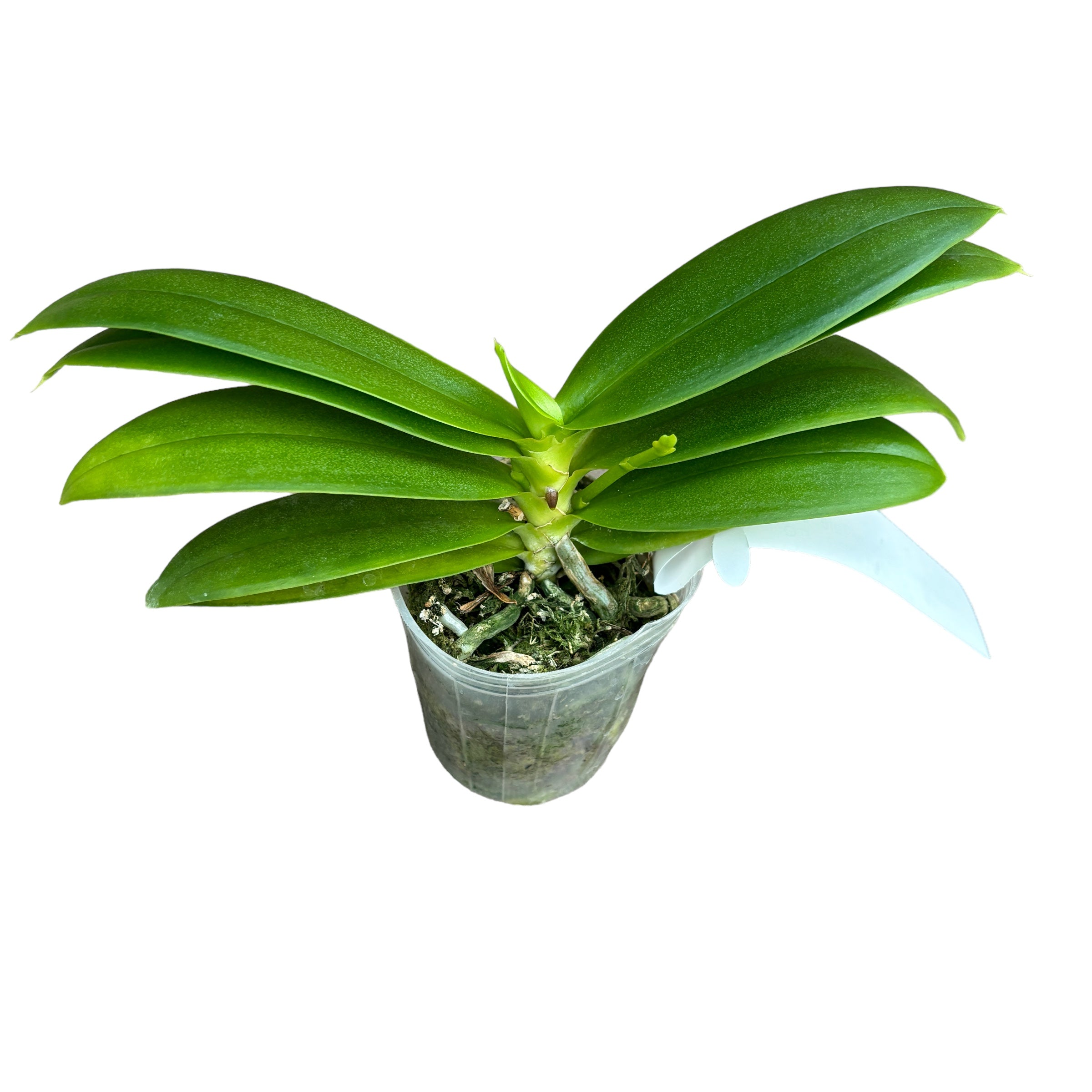 Phalaenopsis Joy Fairy Tale '670' flori parfumate