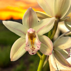 Cymbidium Let Flor