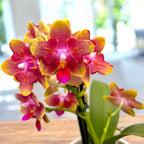 Phalaenopsis Rising Sun - flori parfumate & peloric Butterfly