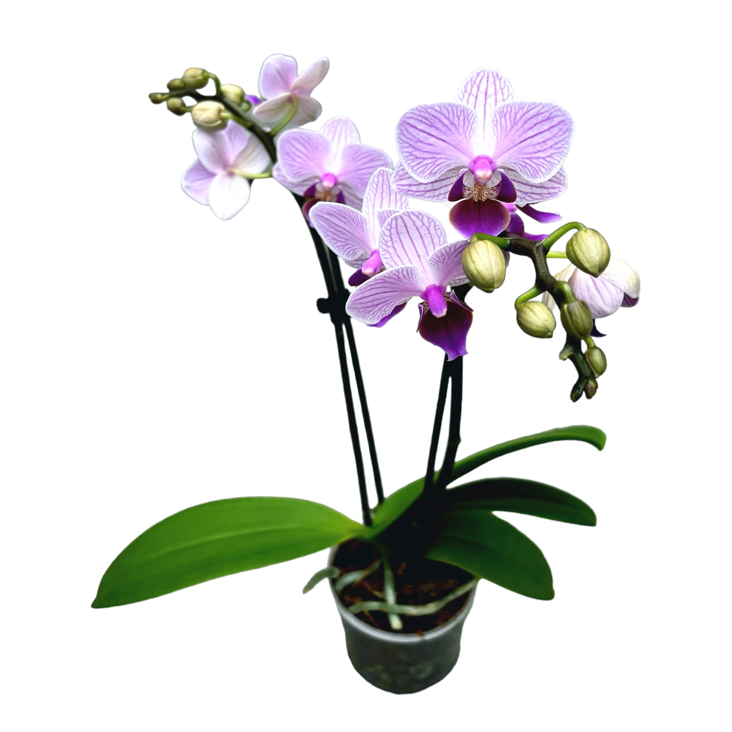 Phalaenopsis Azur