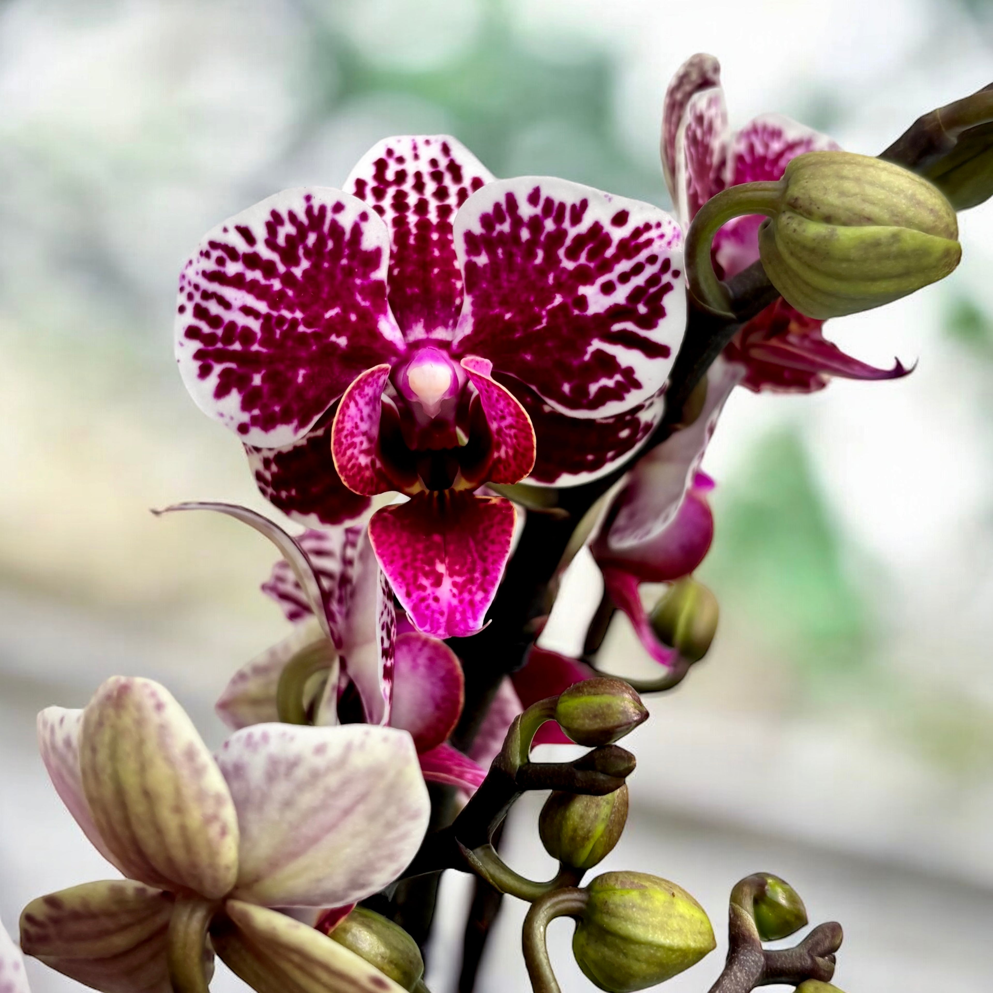 Phalaenopsis ‘Chian Xen Diamond’