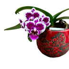Phalaenopsis Prince Louis