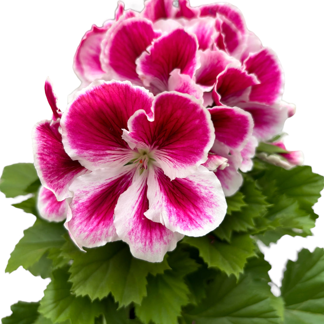 Pelargonium grandiflorum 'Bravo' (muscate englezesti)