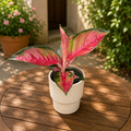 Aglaonema ‘Red King’ (Suksom Jaipong)