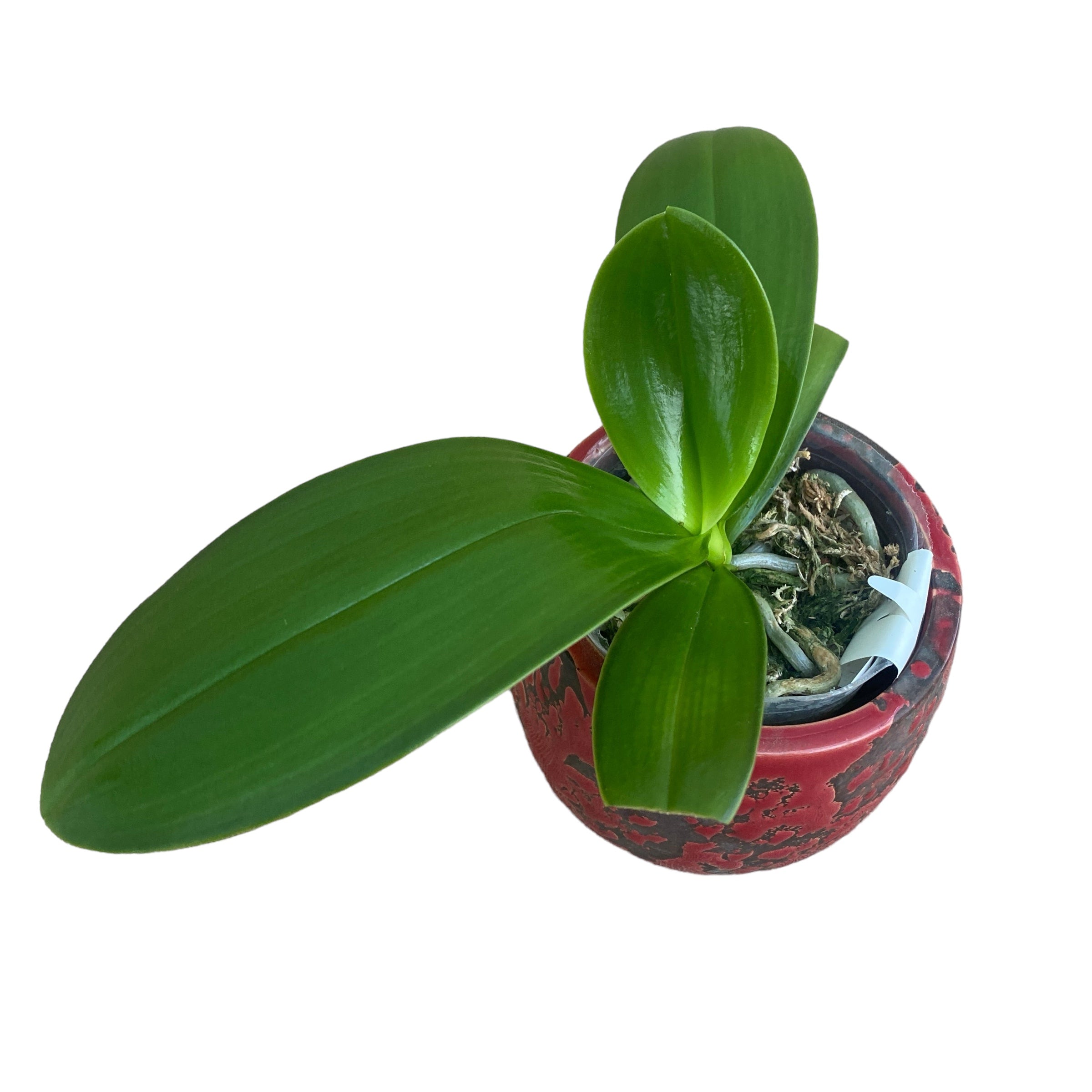 Phalaenopsis Miki Pure Love Red King '691'