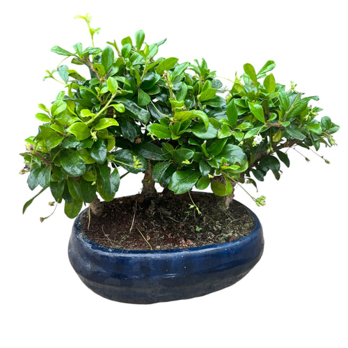 Bonsai Carmona forest 3pp – Secret Garden Plant Shop