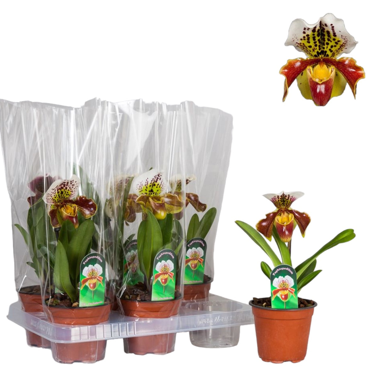 Paphiopedilum USA hibridni miks