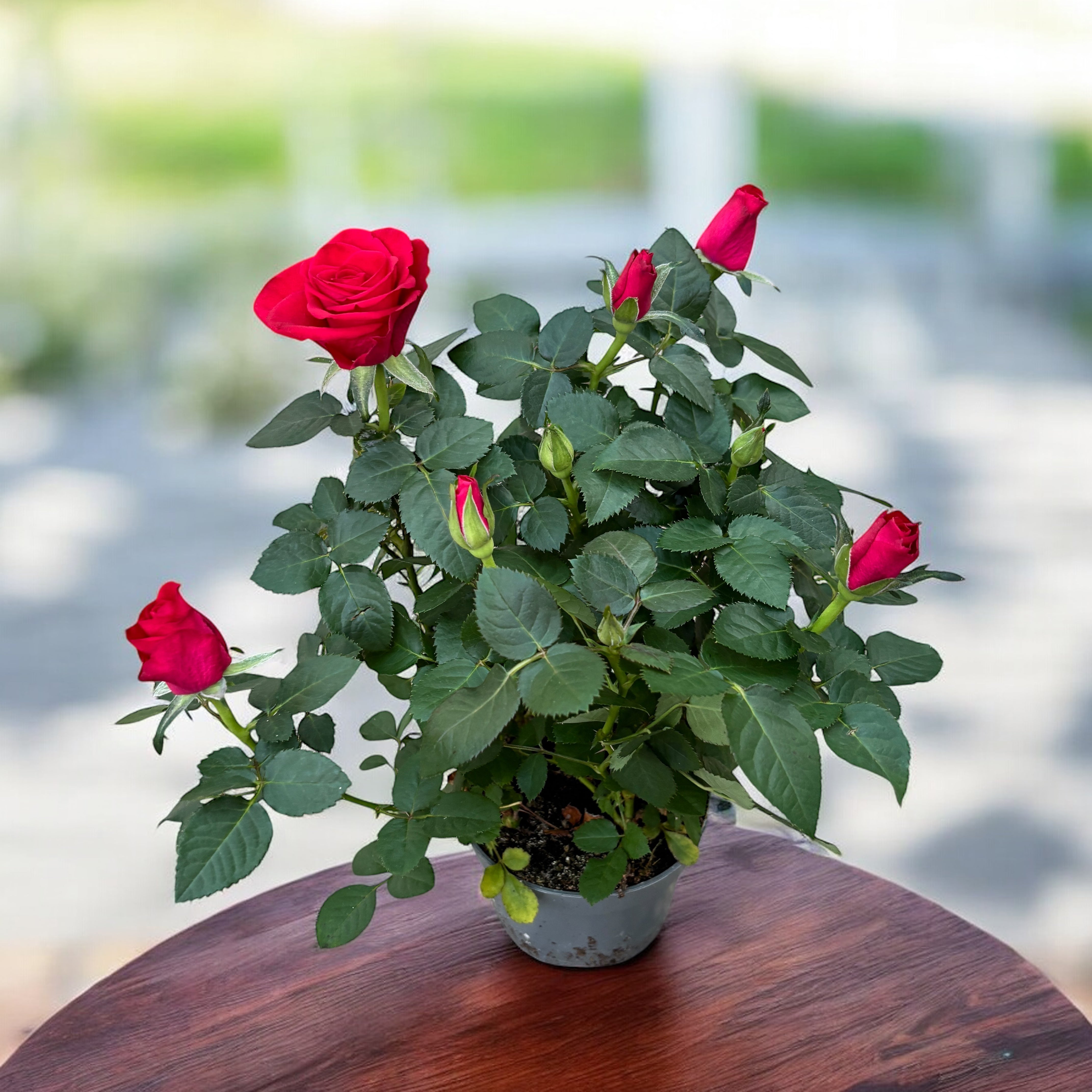 Trandafiri pitici Rosa 'Red Mercedes' (Kordana Grande) - flori