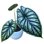 Alocasia baginda ‘Dragon Scale’ – frumusete mitica cu frunze ca solzii de dragon