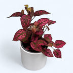 Hypoestes phyllostachya Red (planta cu pistrui)