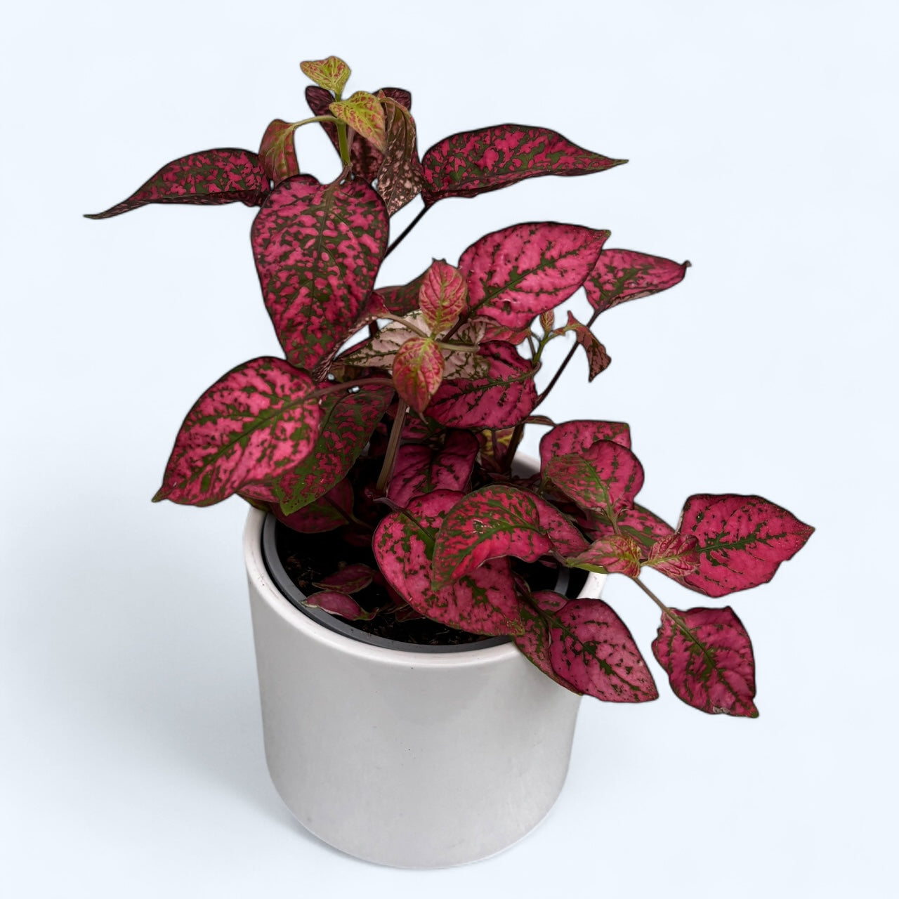 Hypoestes phyllostachya Red (planta cu pistrui)