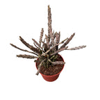 Euphorbia Platyclada  (Planta moarta)