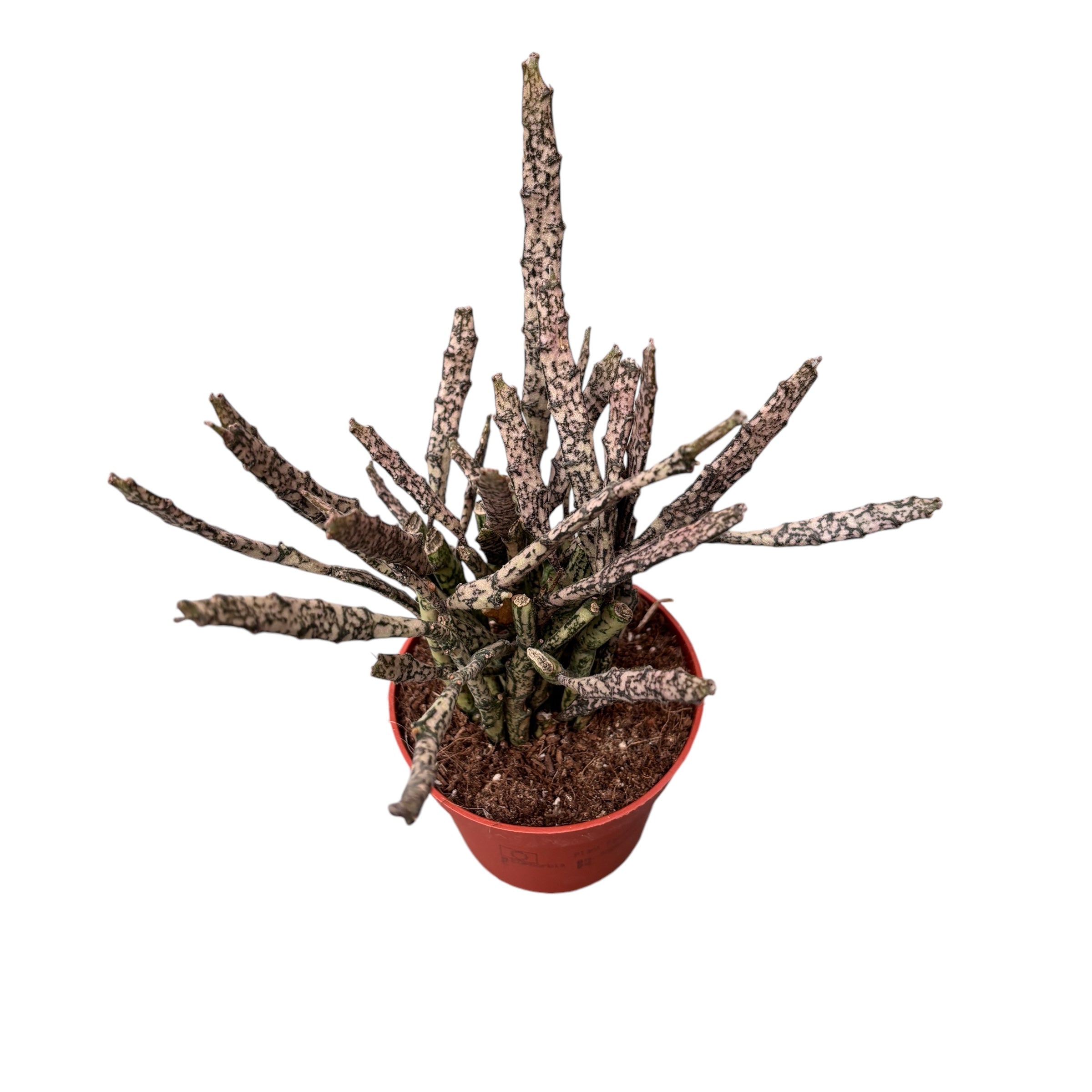 Euphorbia Platyclada  (Planta moarta)