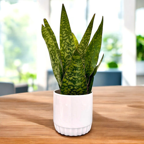 sansevieria aubrytiana dragon Sansevieria aubrytiana Dragon – Secret Garden Plant Shop