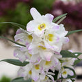 Dendrobium Spring Dream Pandora