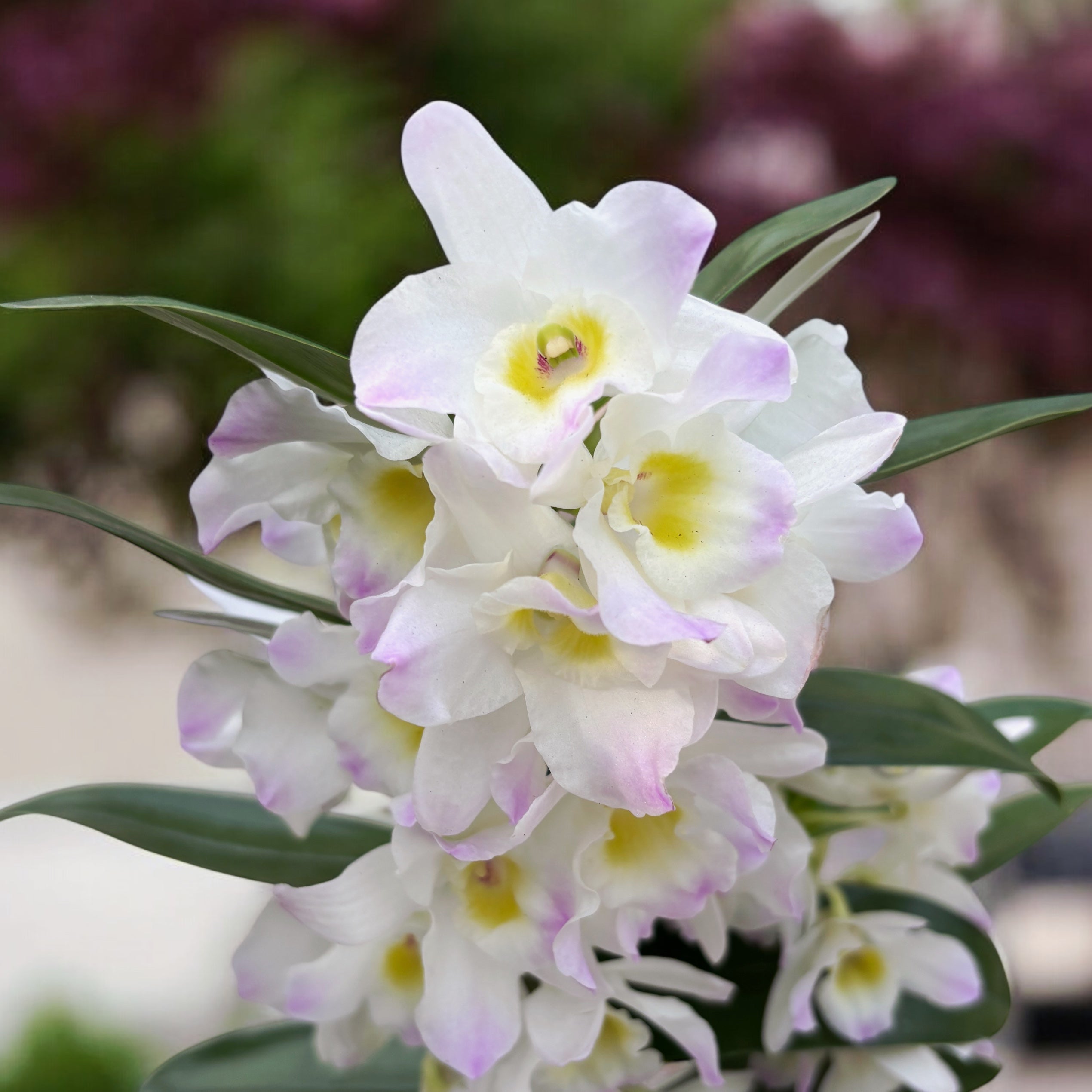Dendrobium Spring Dream Pandora