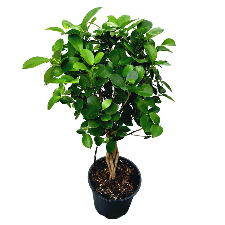 Ficus microcarpa 'Moclame' impletit