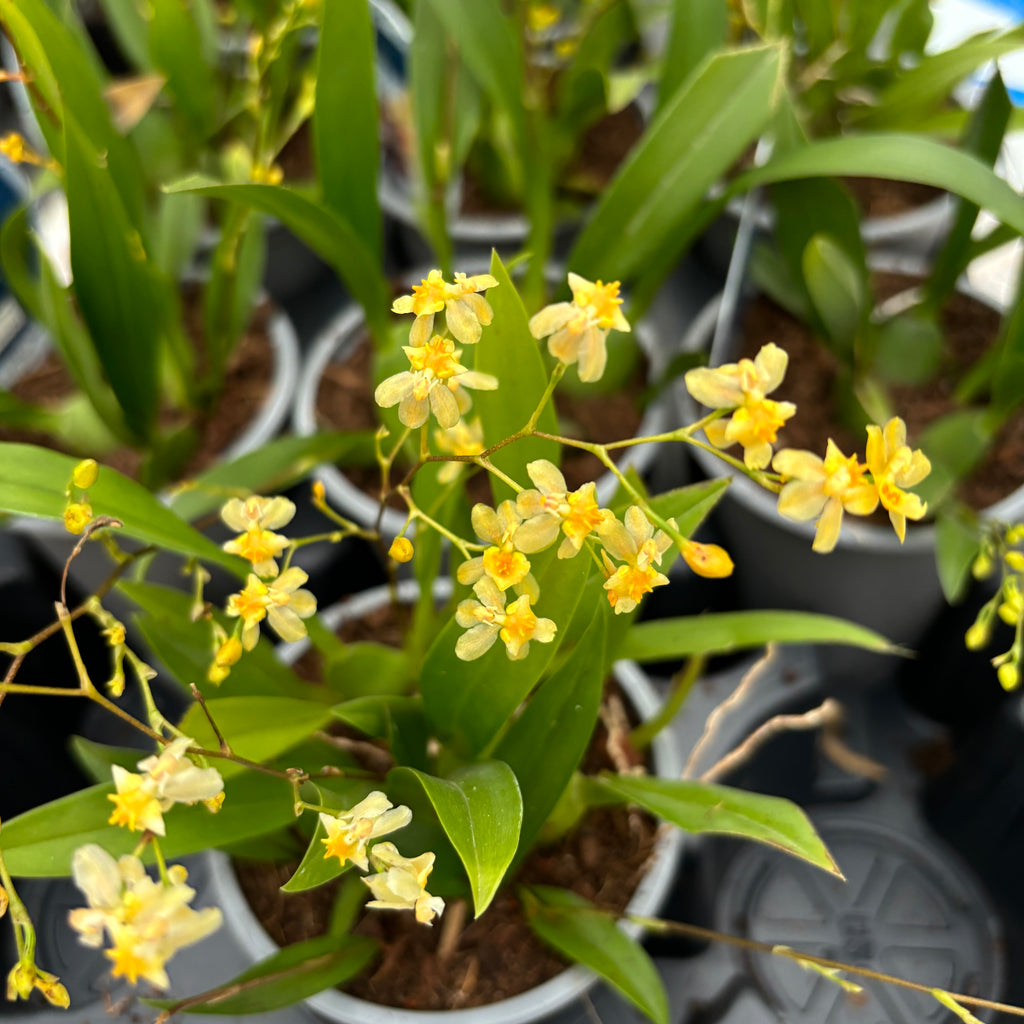Oncidium Twinkle Cream - intensywnie pachnące kwiaty