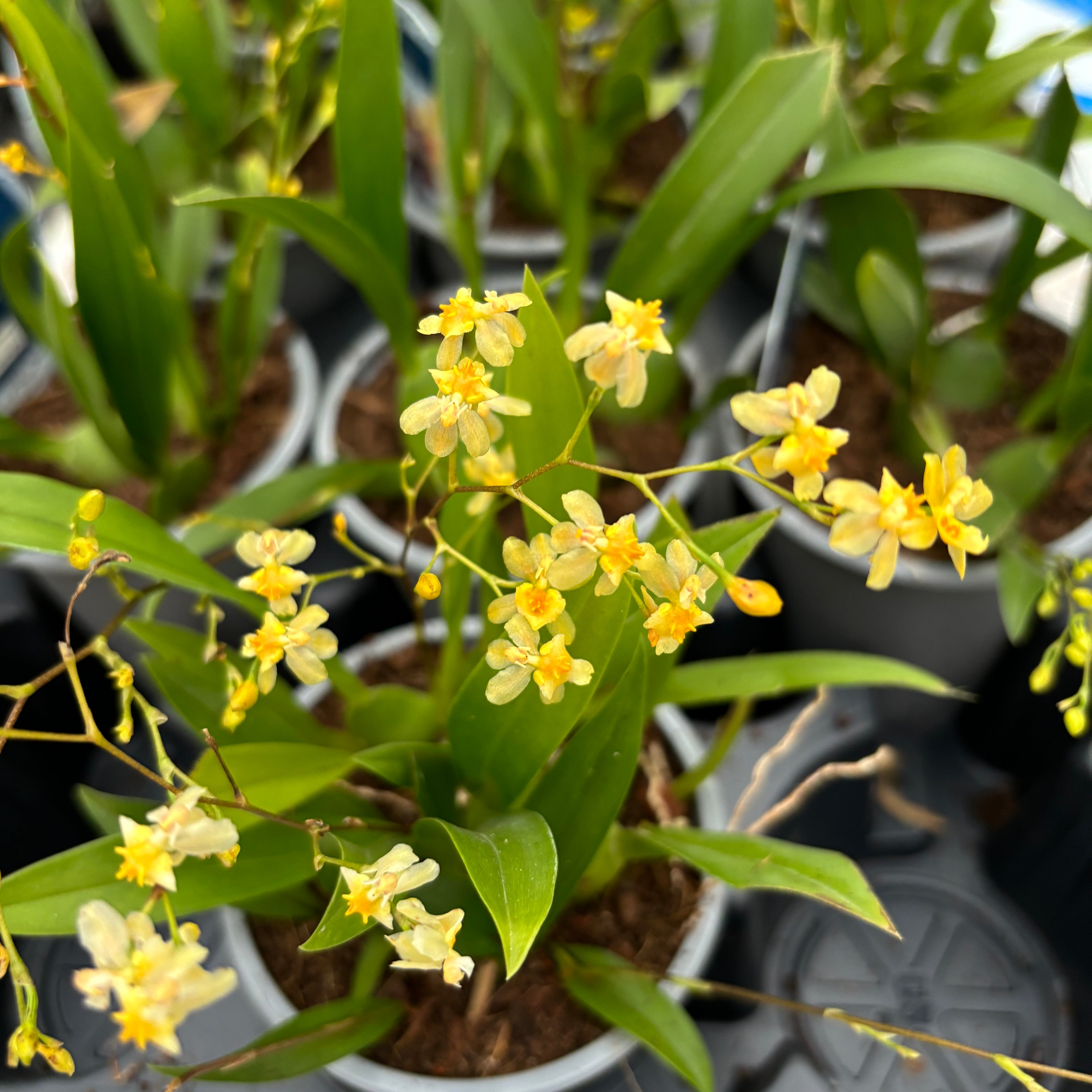 Oncidium Twinkle Cream - fiori intensamente profumati
