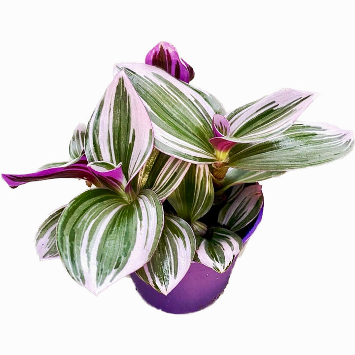 Tradescantia albiflora 'Nanouk' D7