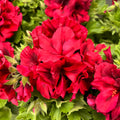 Pelargonium grandiflorum Franny - Engelse geraniums