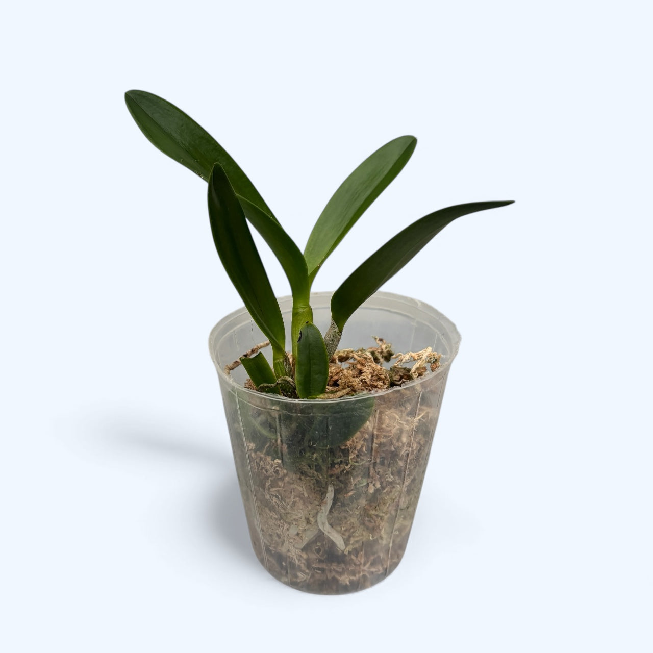 Rlc. Hawaiian Satisfaction "Romantic"