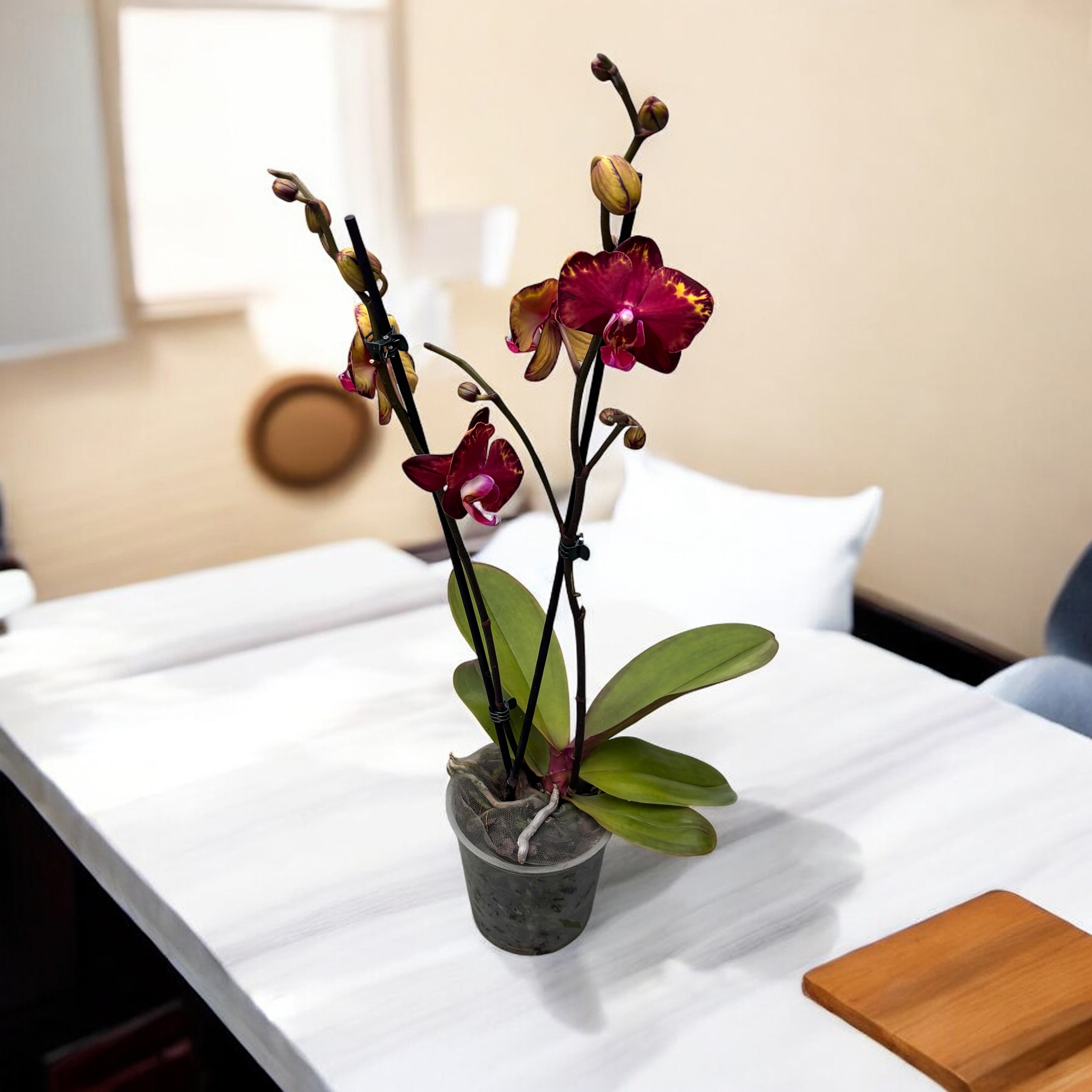 Phalaenopsis Rêve de Feu