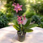 Phalaenopsis Sunny 3303 × Stuartiana Yellow