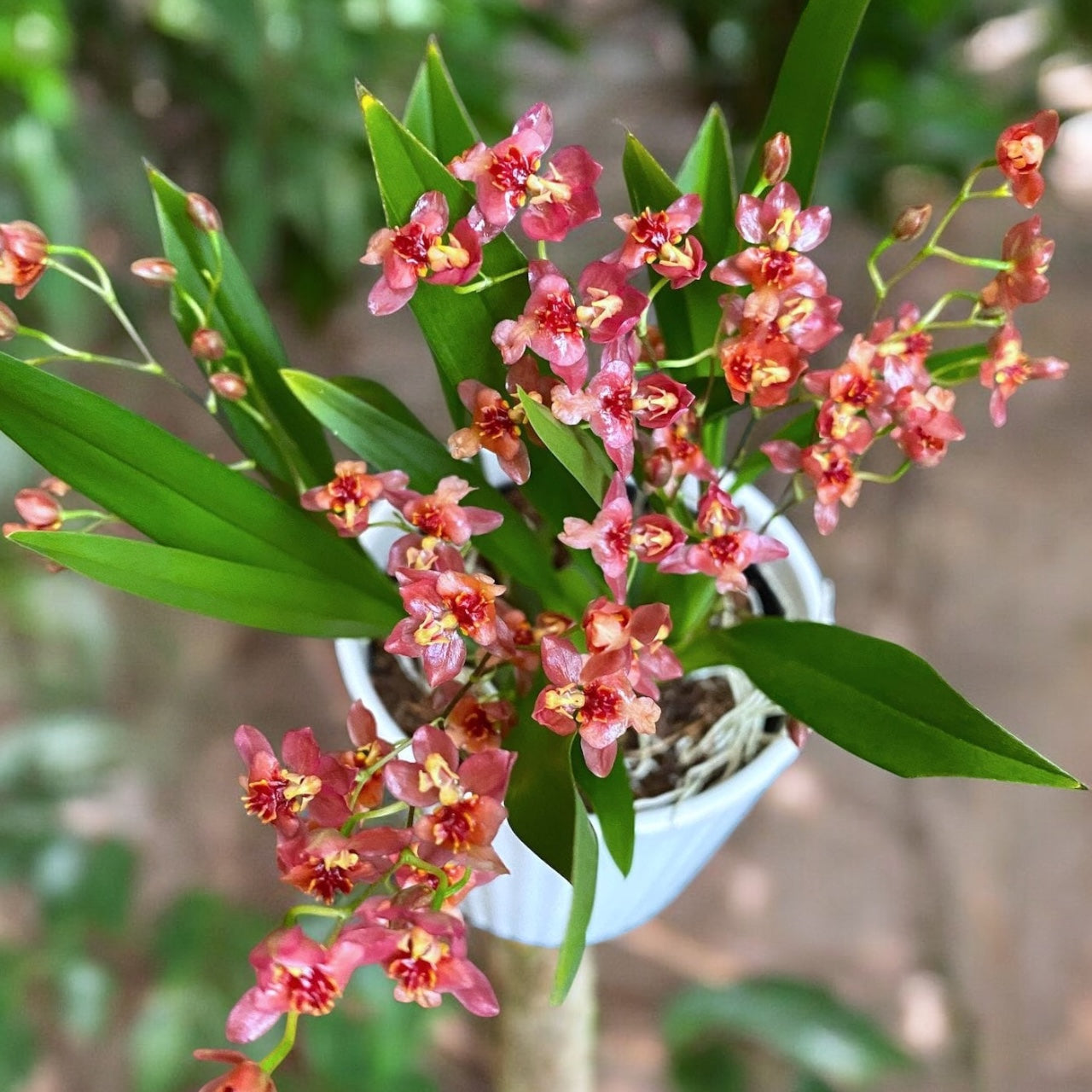 Oncidium Twinkle 'Red Fantasy' - flori intens parfumate