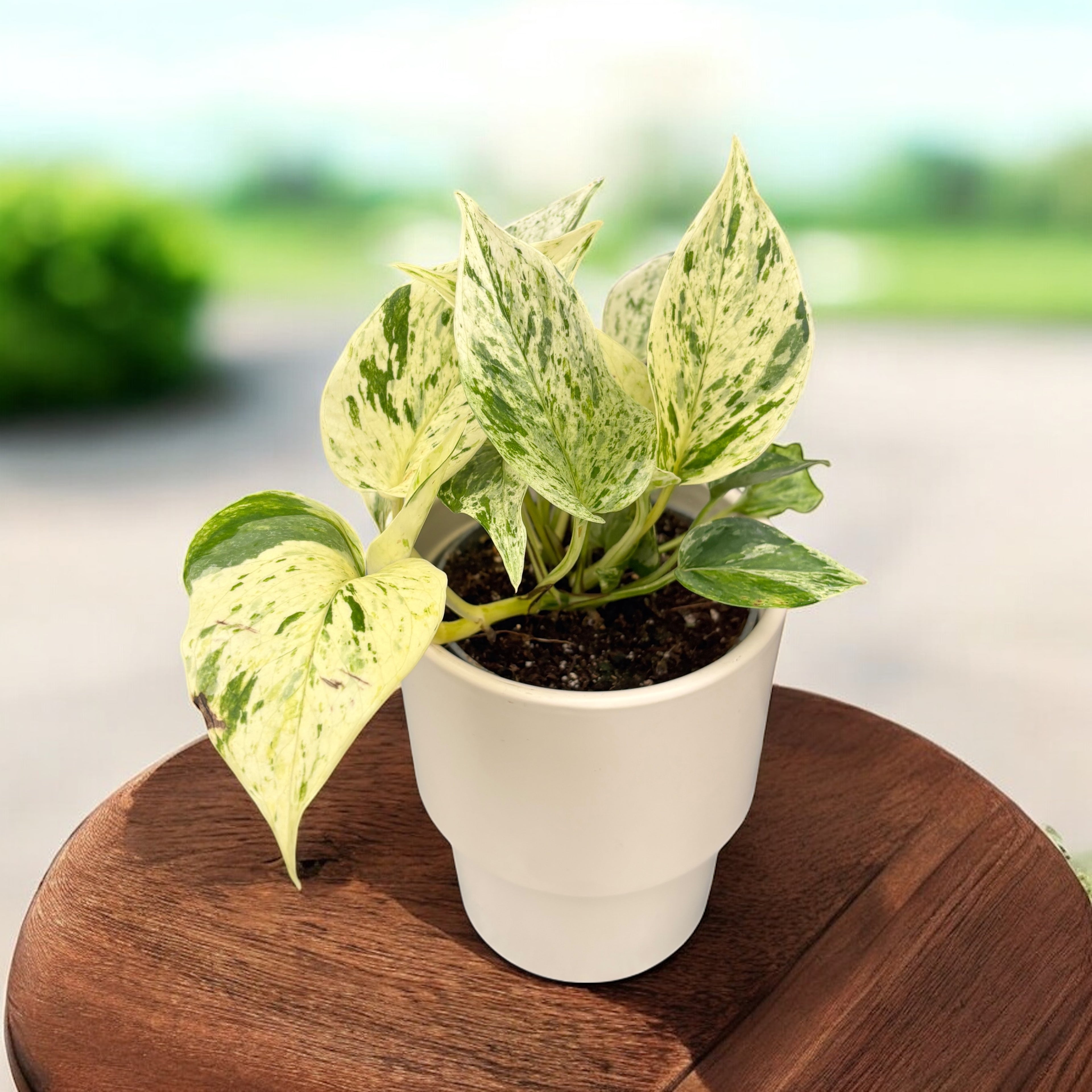 Epipremnum ‘Snow Leopard’