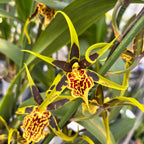 Brascidostele Gilded Tower 'Mystic Maze'