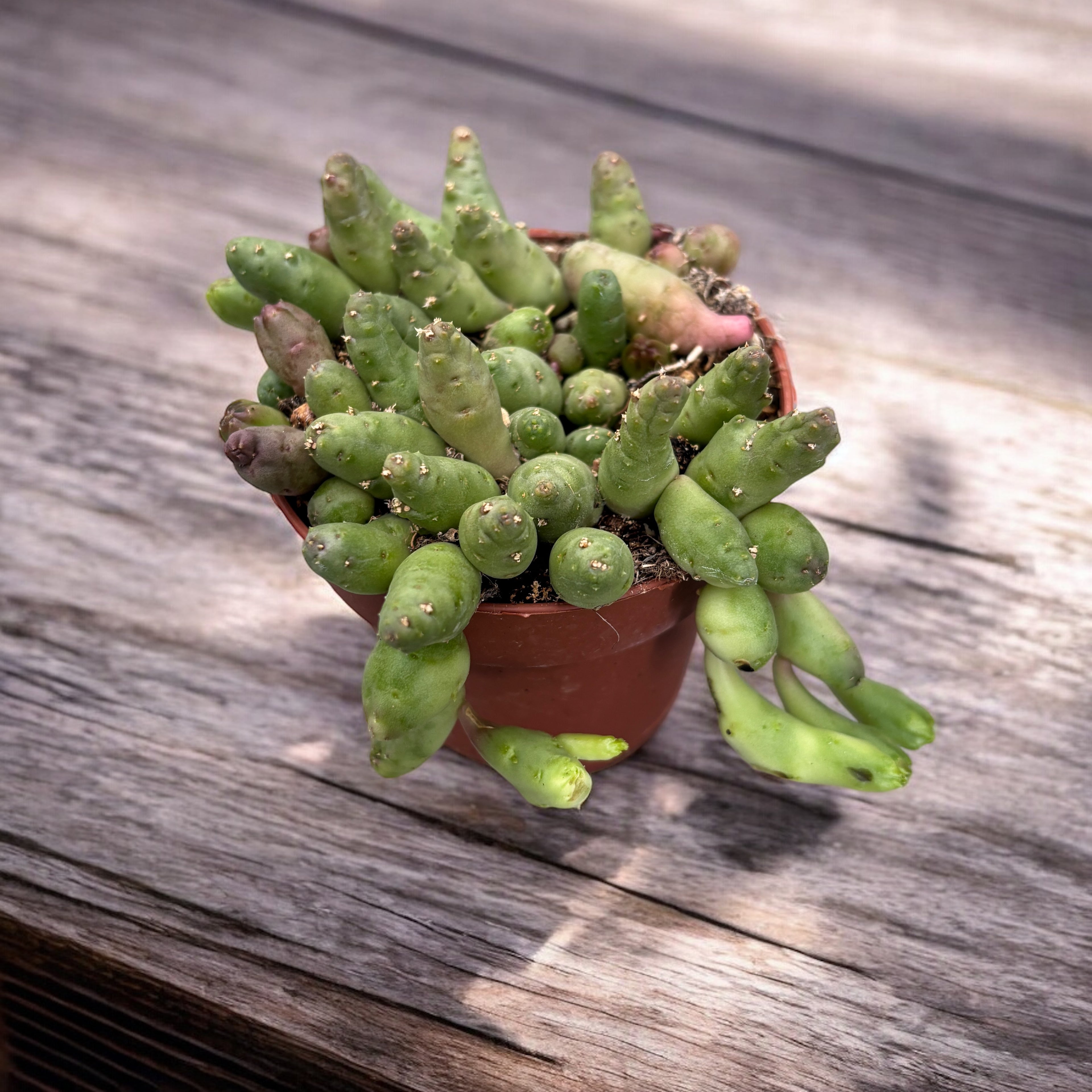 Piaranthus barrydalensis