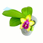 Phalaenopsis Miki Mok Choi Bear Queen '774' parfumat