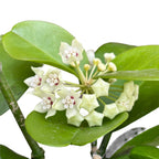 Hoya australis 'Kapoho' (Hawaii)