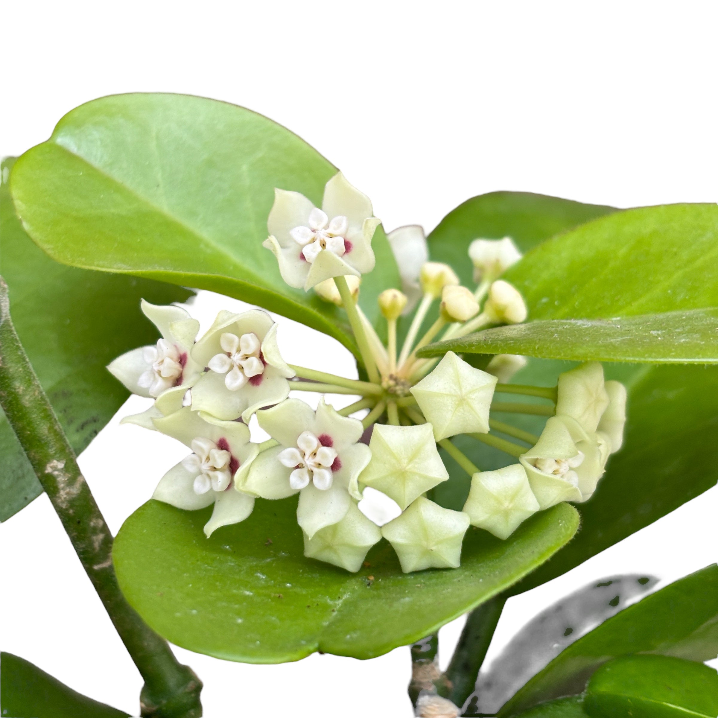 Hoya australis 'Kapoho' (Hawaii)