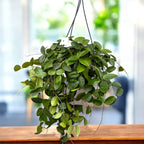 Hoya 'Chouke' (carnosa x serpens) - kifejlett példányok